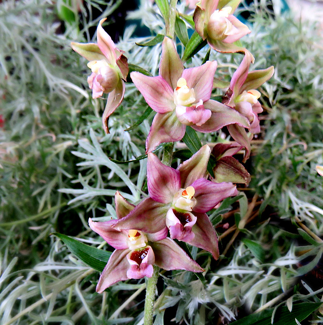 Helleborine Orchid (Epipactis helleborine)