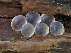 Slug Eggs