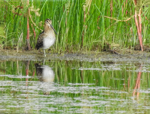 Wilson's Snipe at the water's edge