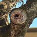 An eye of a tree