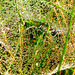 Bejewelled Spider Web
