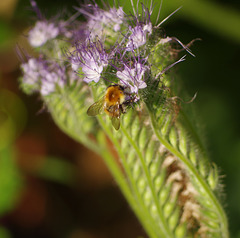 abeille sur fleur de phacélie