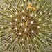 Die Pusteblume von oben angeschaut :))  The dandelion viewed from above :))  Le pissenlit vu du dessus :))