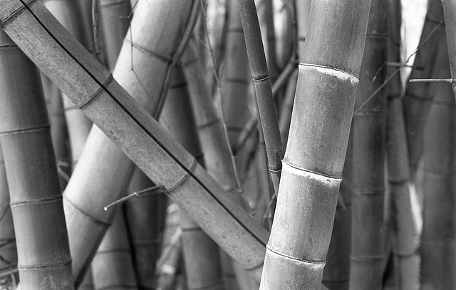 Bamboo_16