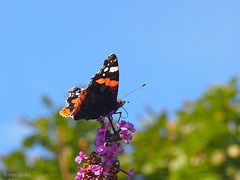 Red admiral on butterfly bush