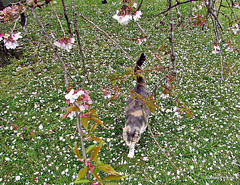 Kitty In Blossom