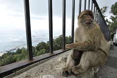 HFF from Gibraltar & some monkey business