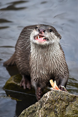 Asian short claw otter
