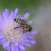 Honigbiene auf Skabiose