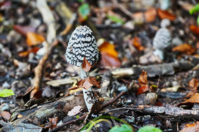 Specht-Tintling - (Coprinopsis picacea) - Magpie inkcap - PiP