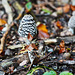 Specht-Tintling - (Coprinopsis picacea) - Magpie inkcap - PiP
