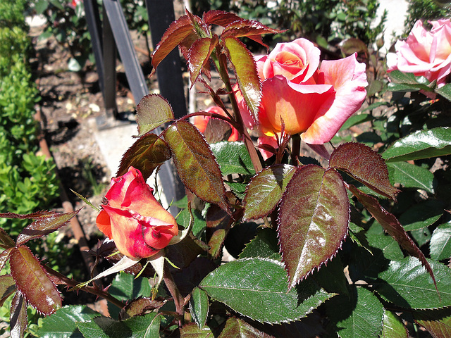 Rose garden, El Retiro