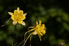 234/366: Gorgeous Golden Columbines (+3 in notes)