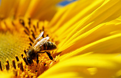 l'abeille "IPERNITY"
