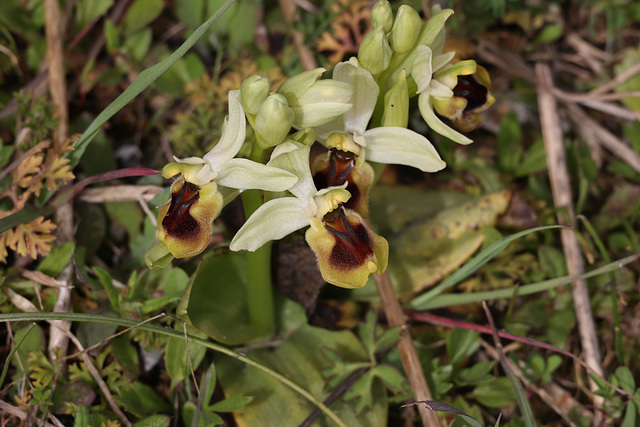 A species of Ophrys orchid, Crete