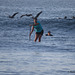 Stand-up paddle-boarder with pelicans