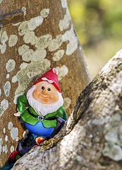 Wee Gnome in the Bole of a Tree