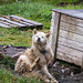 Kalaallit Qimmiat- Greenland Dog