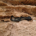 Dicker Brocken aus Vulkangestein im fossilen Strandsand(stein)