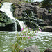 Украина, Цветы у водопада Вчелька на реке Гнилопять / Ukraine, Flowers at the Vchelka waterfall on the Gnylopyat river