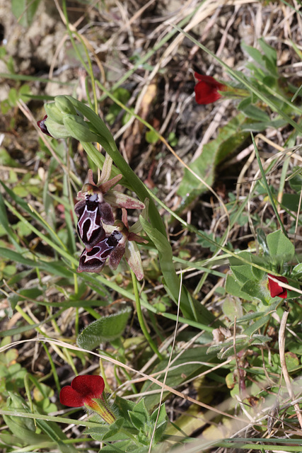 Cretan Orchid (Ophrys cretica), Crete