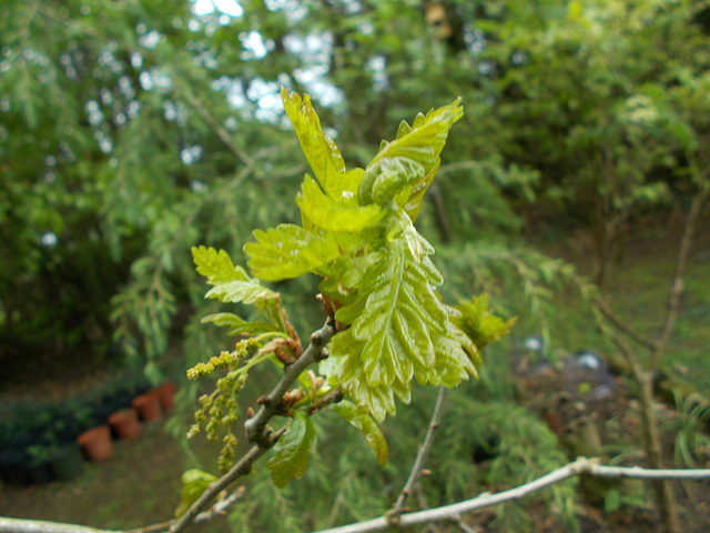 SoS[22] - oak leaves
