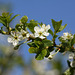 Sloe/Blackthorn (Prunus spinosa) blossom
