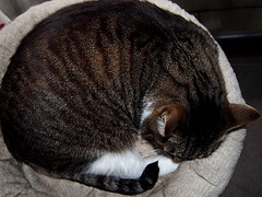 Bastian asleep - Happy caturday