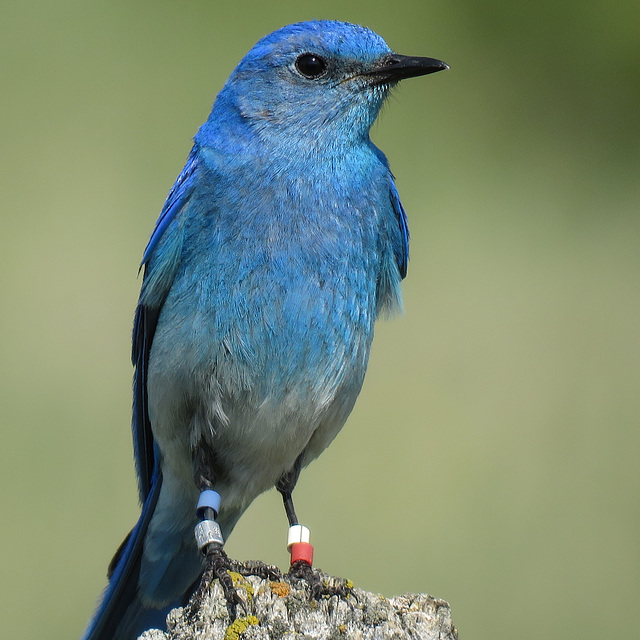 Bluebird bling