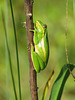 Tree frog in sunshine
