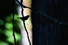 Warbler silhouette