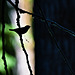 Warbler silhouette