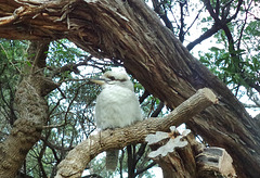 young kookaburra at the Prom