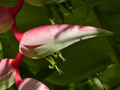 Heliconia flowers, Trinidad