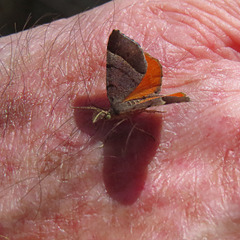 Orange wing moth