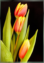 The Three Tulips... ©UdoSm