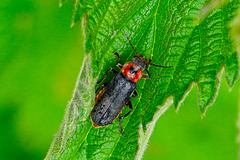 Weichkäfer - Soldier beetle