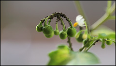 Solanum nigrum - Morelle noire (5)