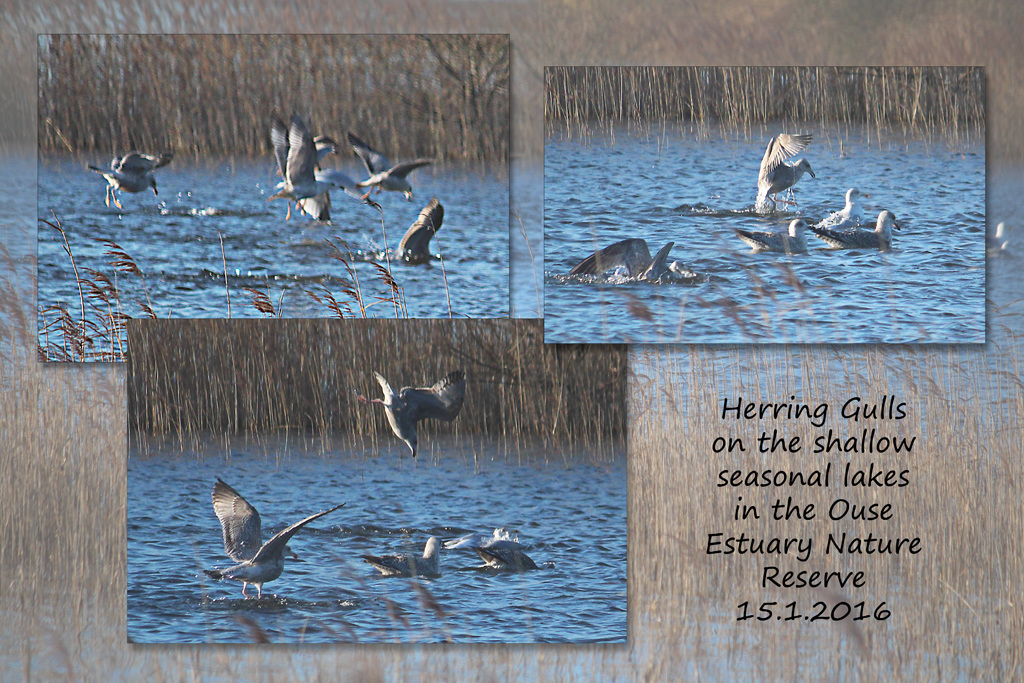 Herring Gulls diving - Ouse Estuary Nature Reserve - 15.1.2016
