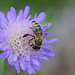Honigbiene auf Skabiose II
