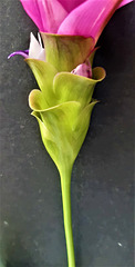 Kurkuma-Blüte