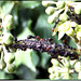 Ants at the aphid buffet. ©UdoSm