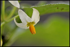 Solanum nigrum - Morelle noire