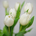 White Tulips - Topaz Painting Oil Painting II