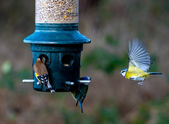 Incoming blue tit