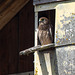 Junger Turmfalke - Falco tinnunculus,  Faucon crécerelle