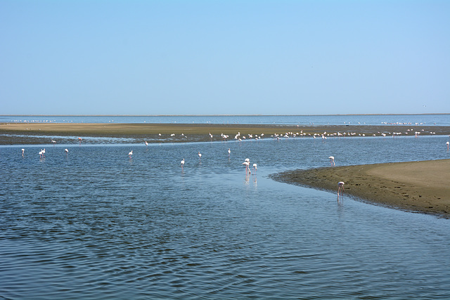 Namibia, Walvis Bay Shoal and Herds of Flamingos