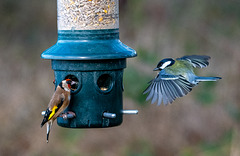 Incoming great tit