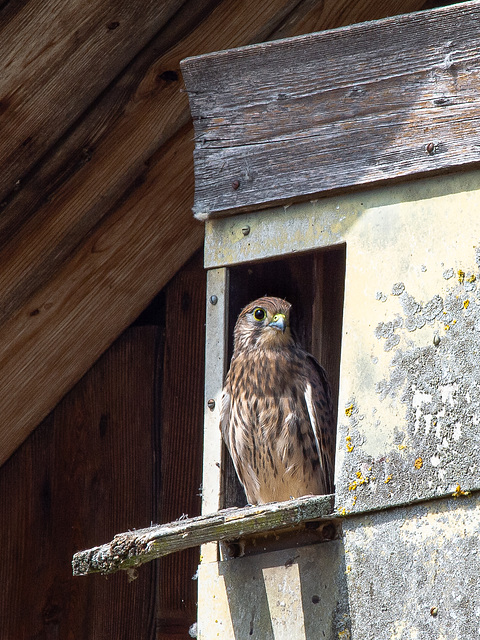 Junger Turmfalke - Falco tinnunculus,  Faucon crécerelle