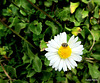 Bug On a Daisy